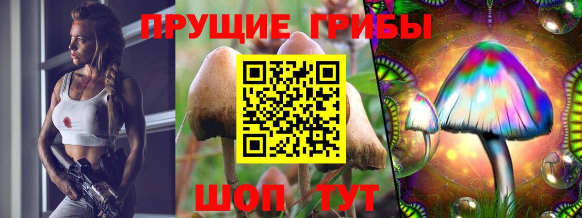 Псилоцибиновые грибы Cubensis Курчалой